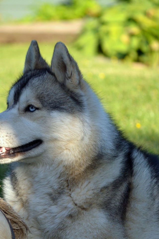 Красивый голубоглазый хаски лежит на зеленой траве