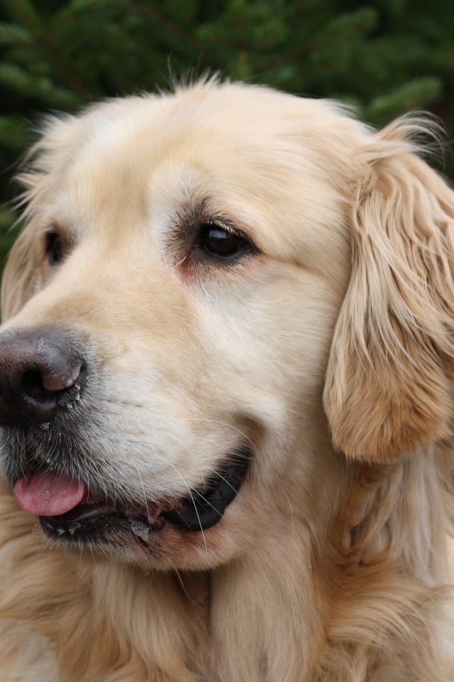 Красивый золотистый ретривер с высунутым языком