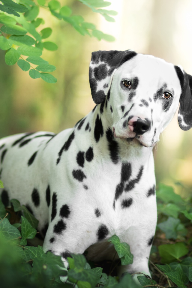 Красивый пятнистый далматин в зеленых листьях 