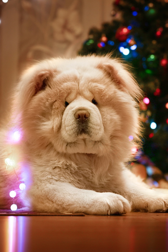 Большой красивый пес породы чау чау