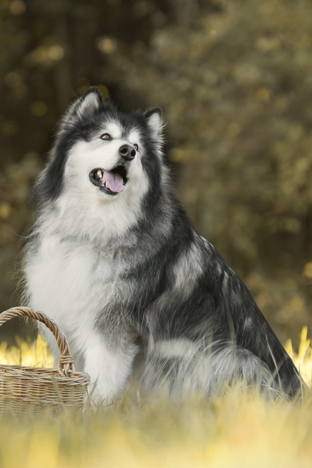 Большая собака сидит на траве с корзиной