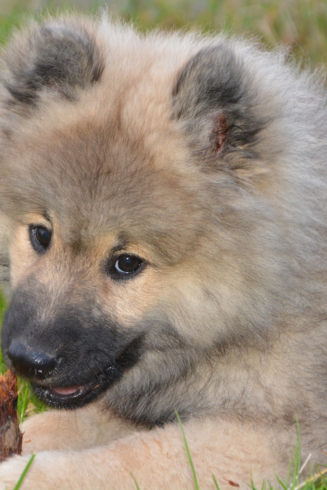 Большой пушистый щенок грызет палку на зеленой траве