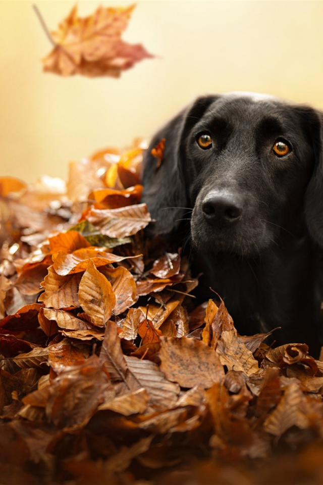 Черный лабрадор сидит в сухой опавшей листве