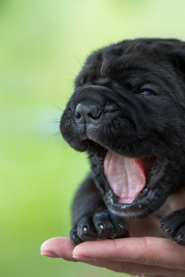 Черный милый щенок Кане-корсо зевает на руке
