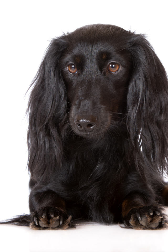 Черная такса на белом фоне