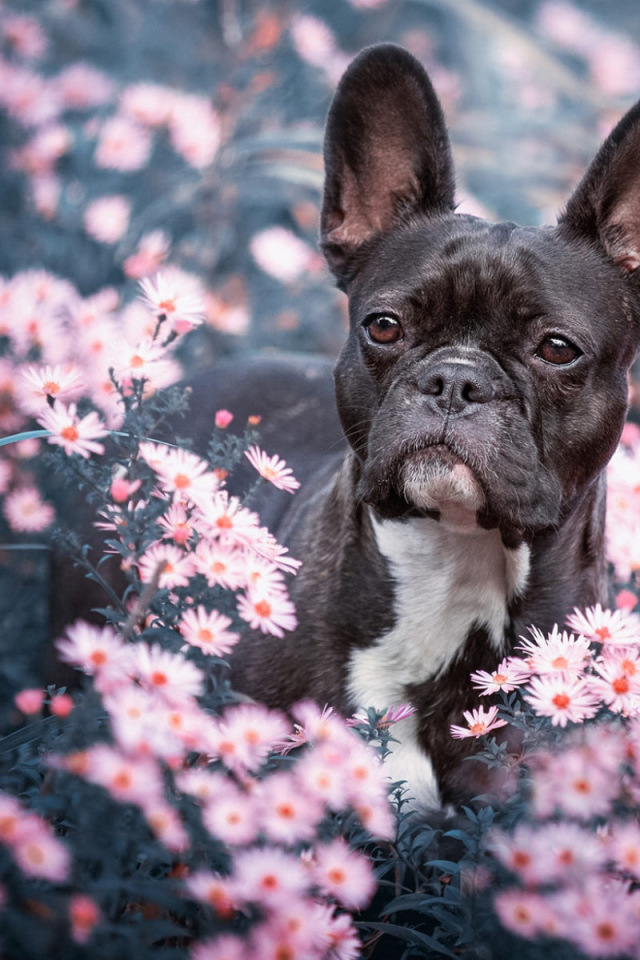 Черный французский бульдог сидит в цветах 