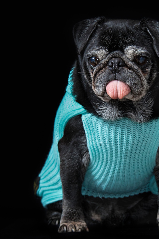 Черный мопс в свитере с высунутым языком