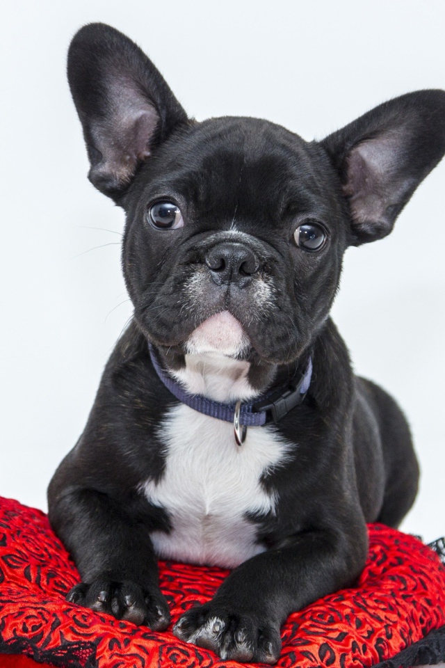 Черный щенок французского бульдога лежит на красной подушке в форме сердца 