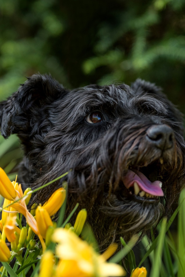 Черный лохматый пес сидит в желтых лилиях