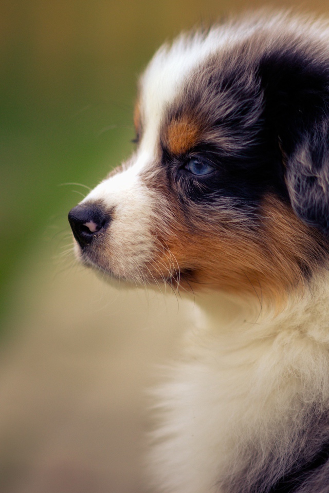 Голубоглазый щенок австралийской овчарки