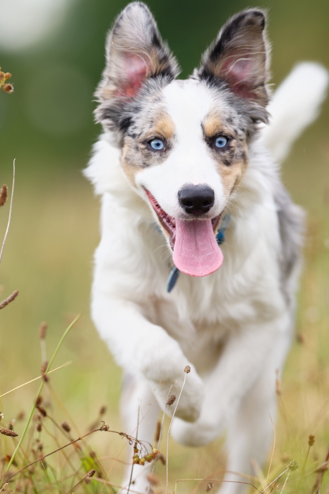 Голубоглазая собака породы бордер колли с высунутым языком бежит по траве