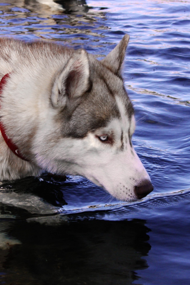 Голубоглазый хаски стоит в воде