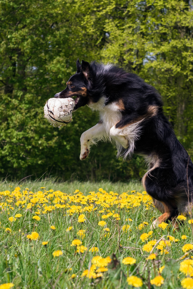Border collie breed dog with a ball in his teeth jumping on the field with yellow dandelions