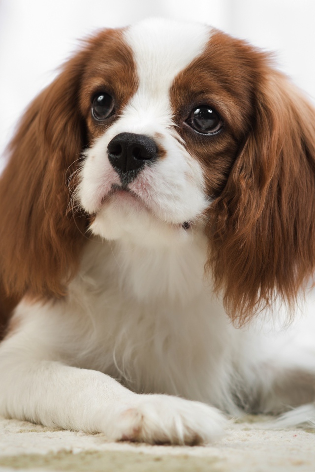 Кавалер кинг чарльз спаниель лежит на песке