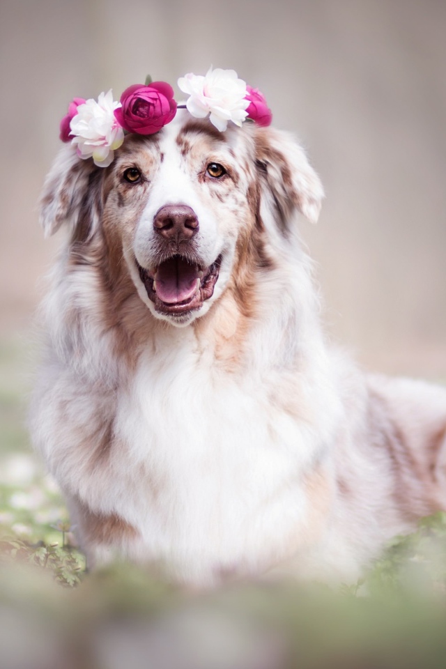 Веселая австралийская овчарка с венком на голове