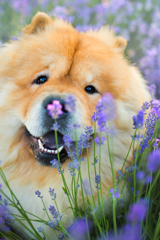 Веселый пес породы чау чау в фиолетовых цветах