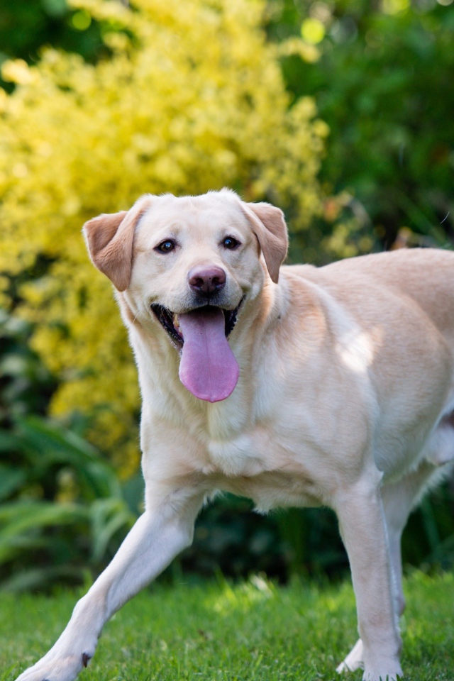 Веселый золотистый ретривер с высунутым языком 