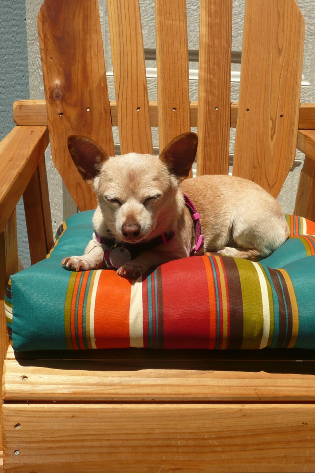 Чихуахуа спит в кресле