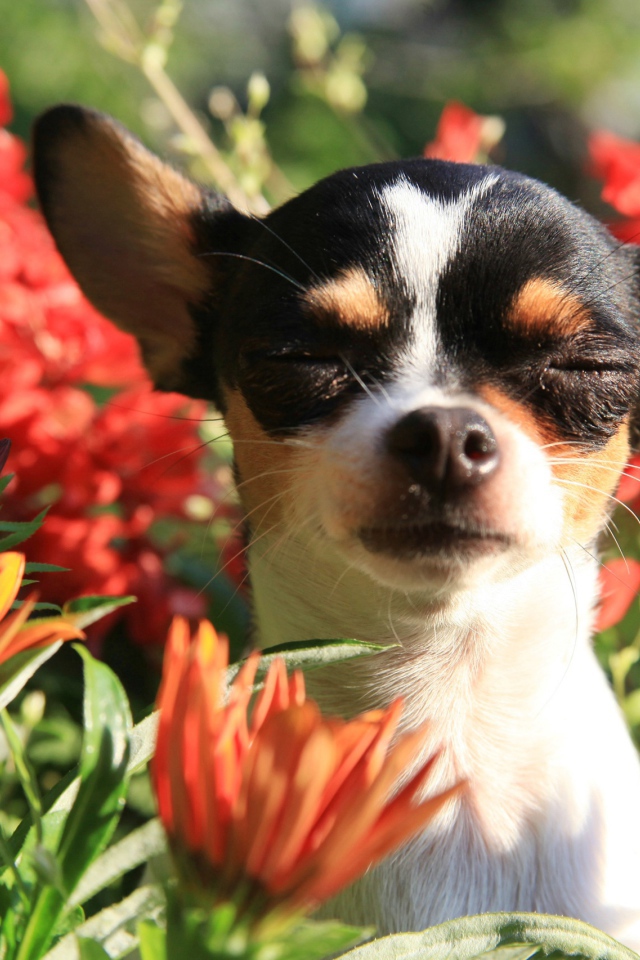 Собака породы чихуахуа с закрытыми глазами в цветах 
