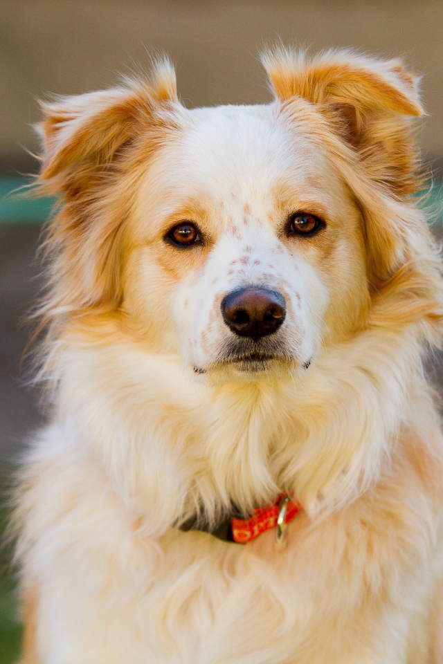 Умная собака с ошейником