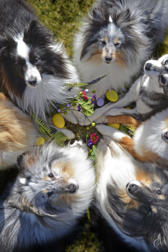 Собаки породы колли смотрят вверх