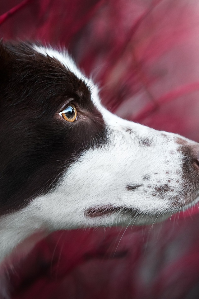 Любопытный взгляд  собаки породы бордер колли