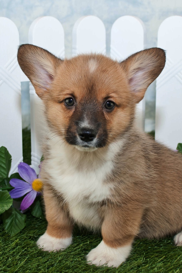 Милый маленький щенок вельш корги сидит на траве