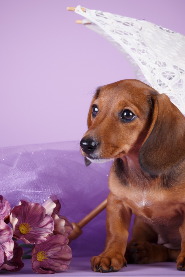 Такса под белым зонтом на фиолетовом фоне