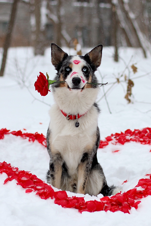 Dog Border Collie with a rose in his teeth sits on the snow with a heart of petals