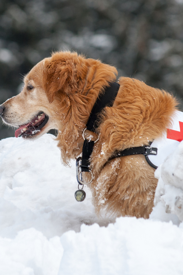 Собака золотистый ретривер спасатель на снегу