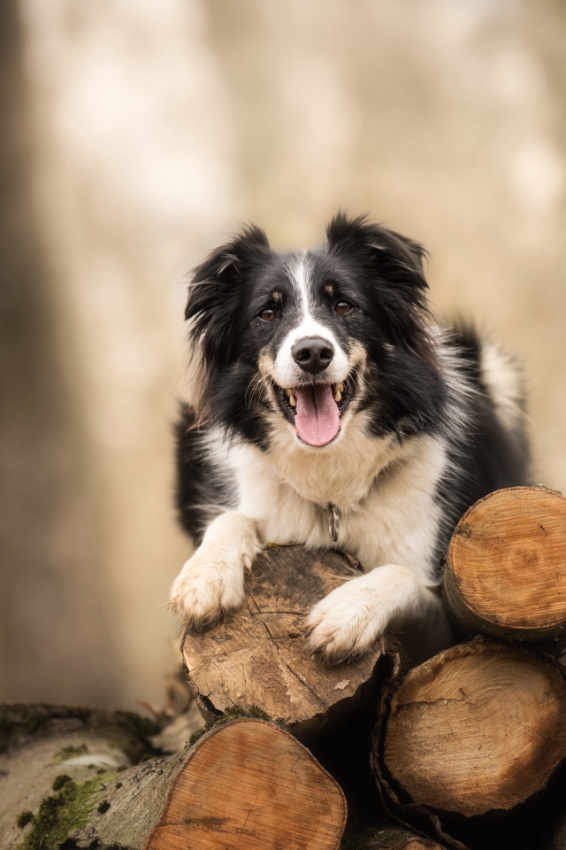 Собака породы бордер колли лежит на бревнах