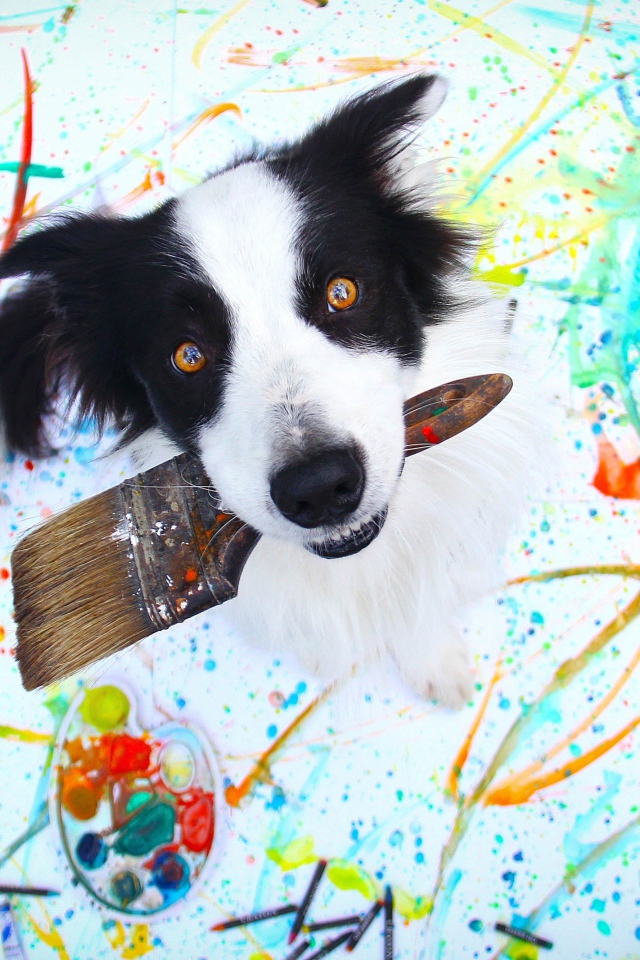 Собака породы бордер колли с кисточкой в пасти