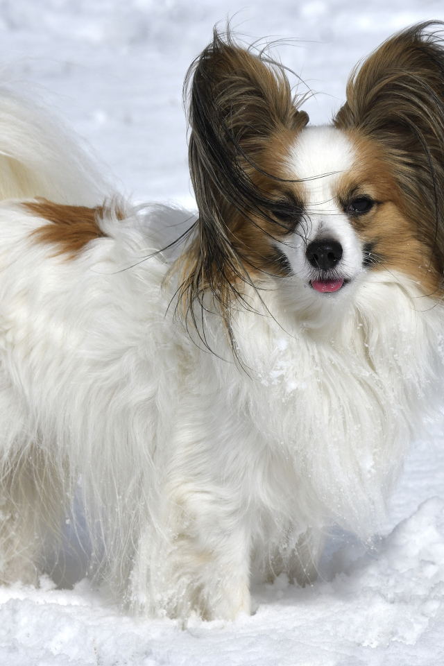 Пес породы Кинг-чарльз-спаниель стоит на снегу