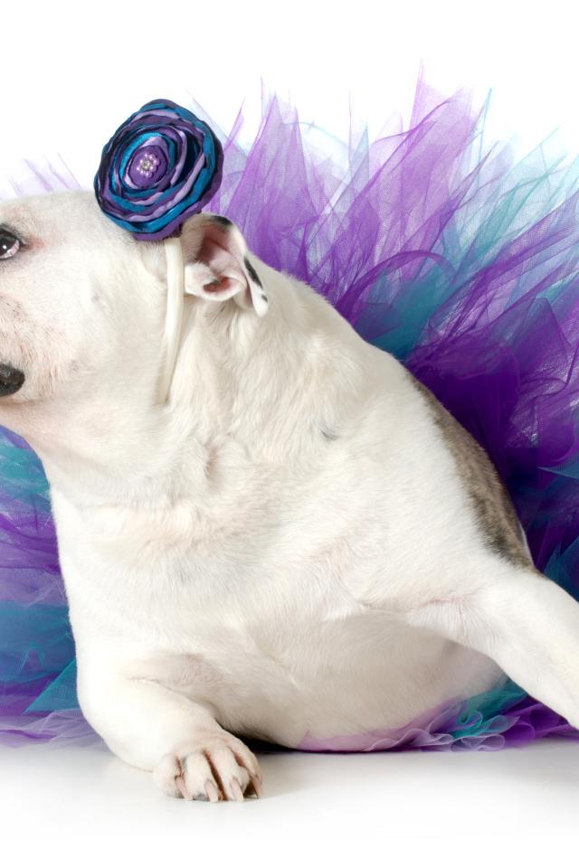 Английский бульдог в костюме на белом фоне