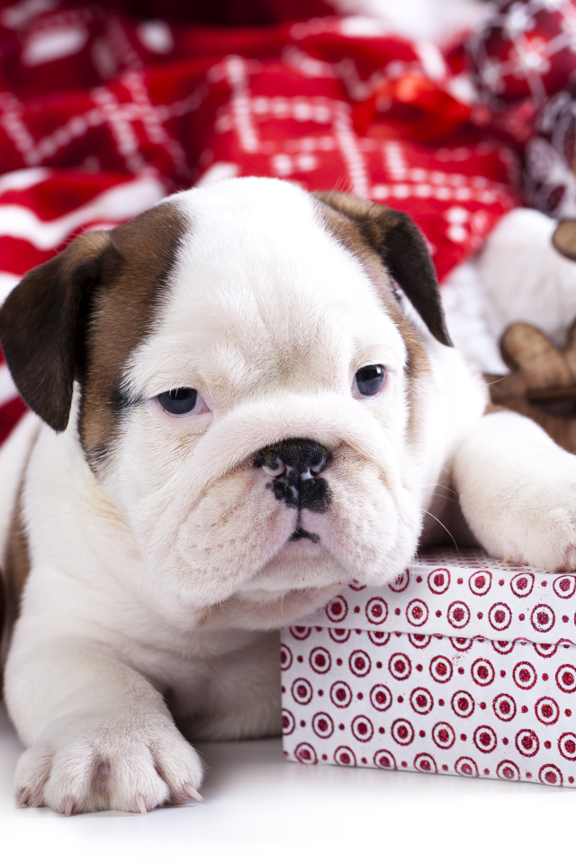 Щенок английского бульдога с новогодними  подарками