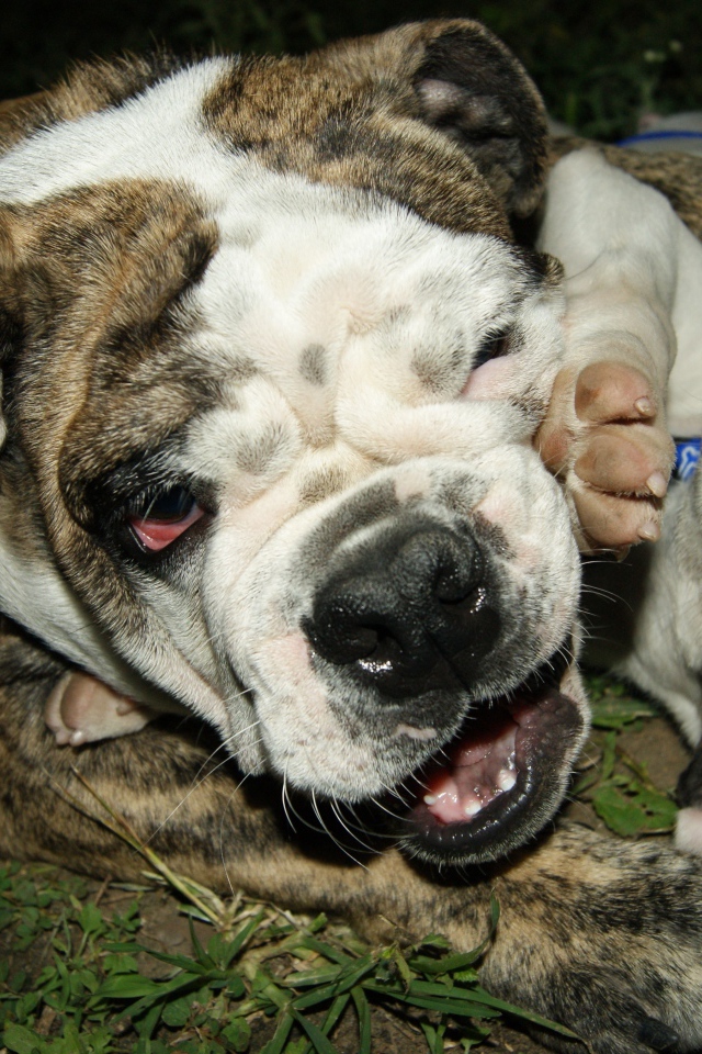 Английский бульдог со щенком играют на траве