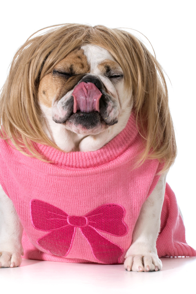 Английский бульдог в парике на белом фоне