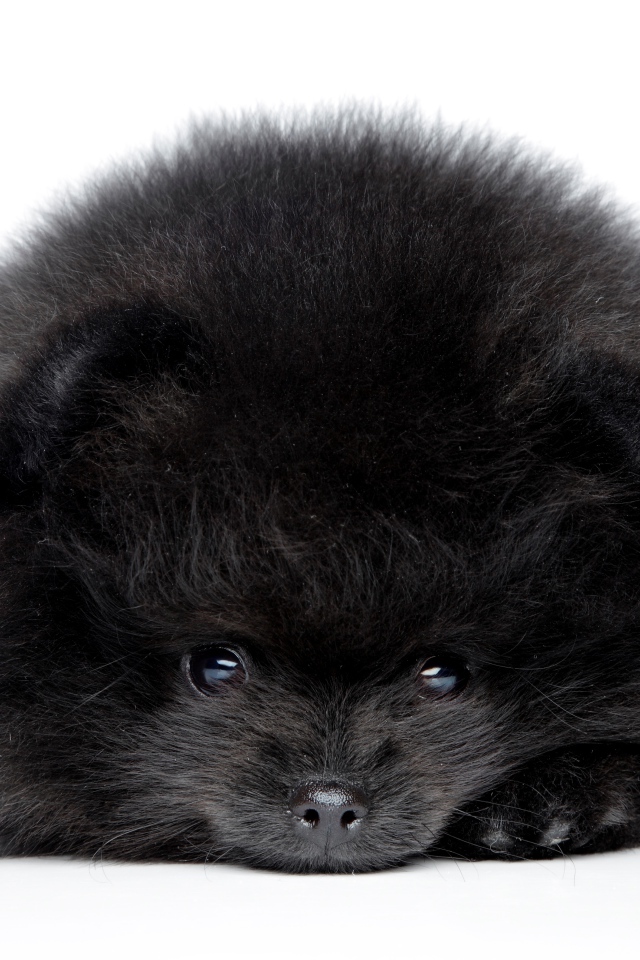 Пушистый черный померанский шпиц на белом фоне