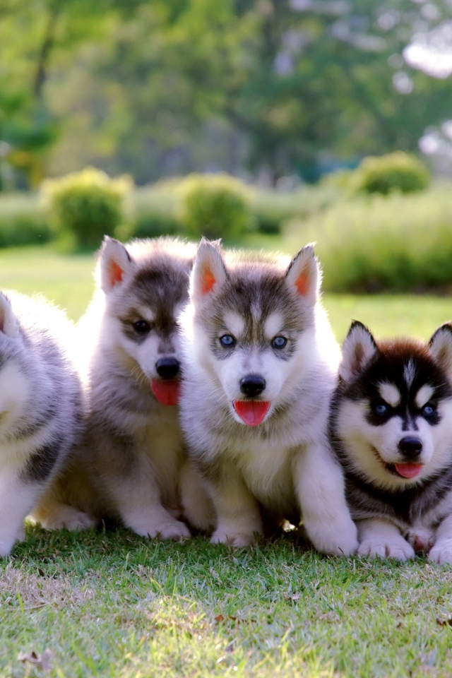 Четыре маленьких милых щенка хаски на траве