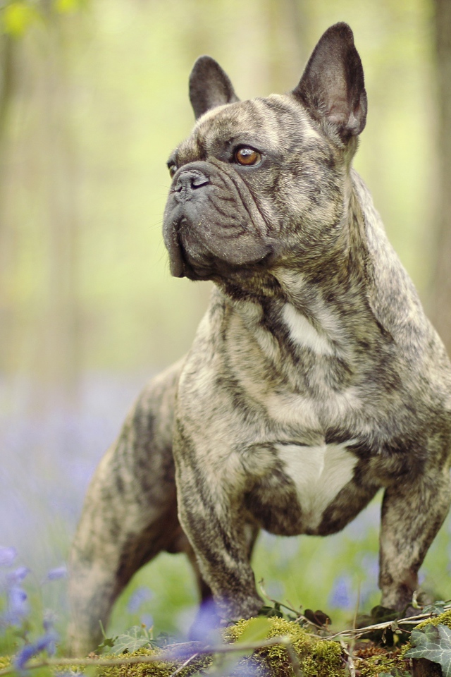 Французский бульдог гуляет по лесу
