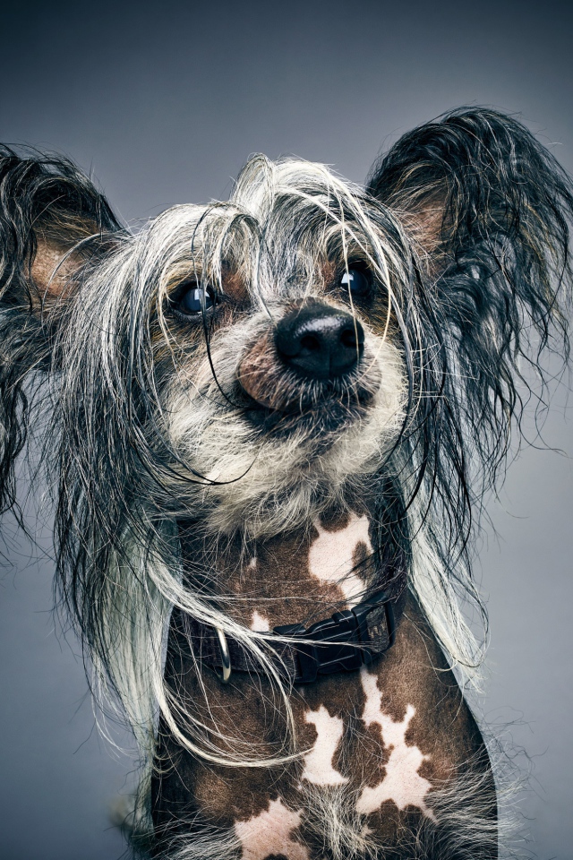 Забавная Китайская хохлатая на сером фоне