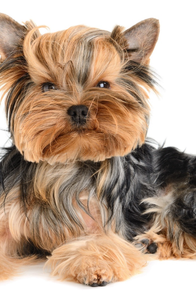 Смешной йоркширский терьер на белом фоне