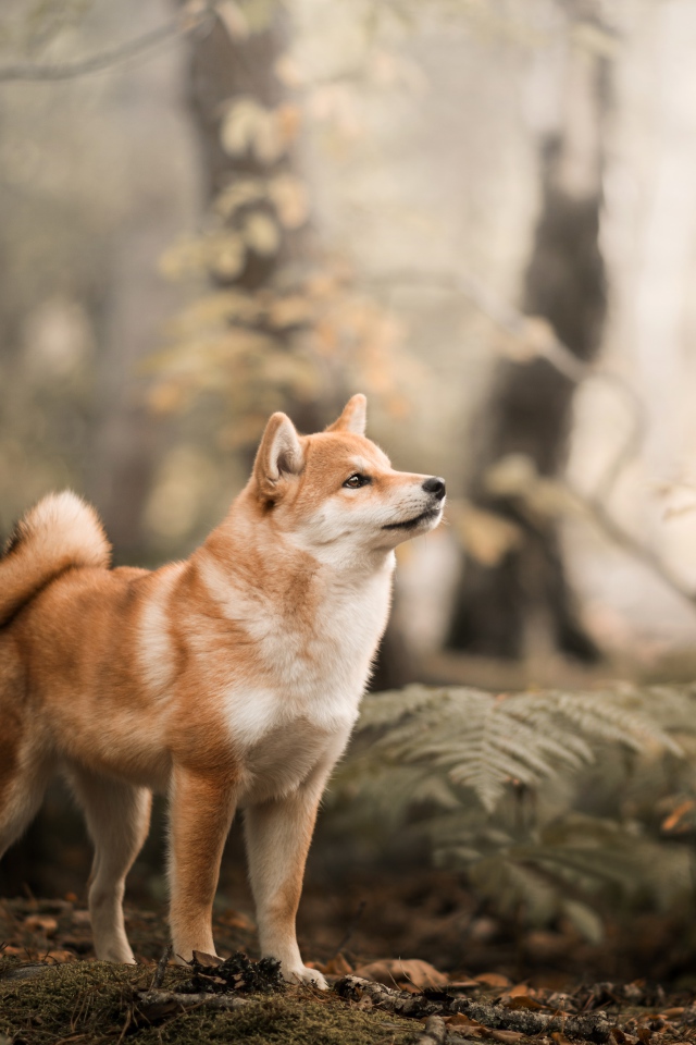 Забавный пес Акита в лесу