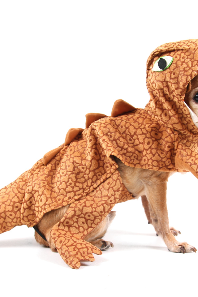 Забавный пес породы чихуахуа в костюме динозавра на белом фоне