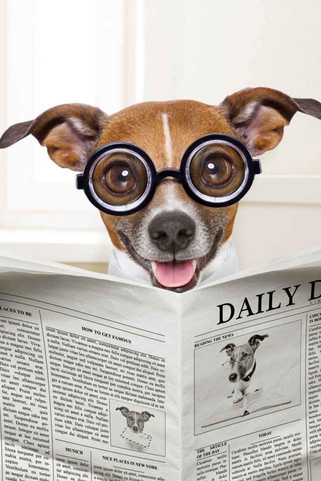 Смешная собака в очках читает газету
