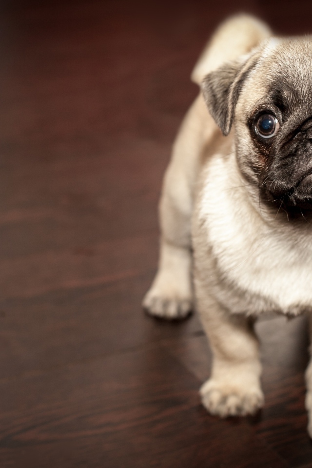 Смешной мопс крупным планом