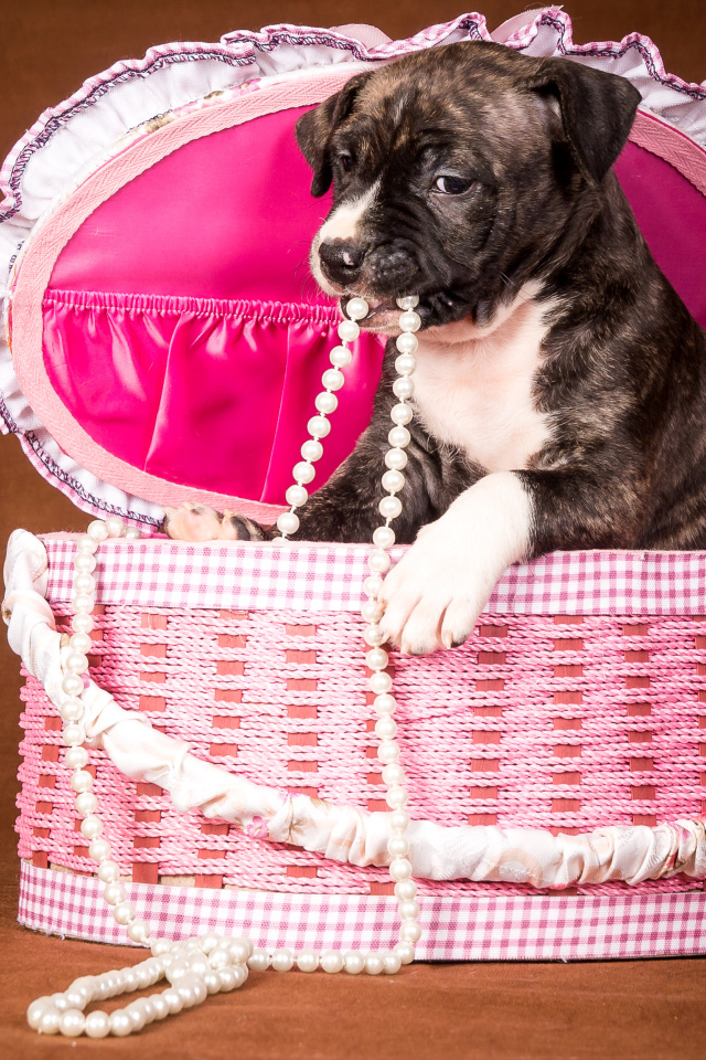 Забавный щенок в розовой корзине с бусами