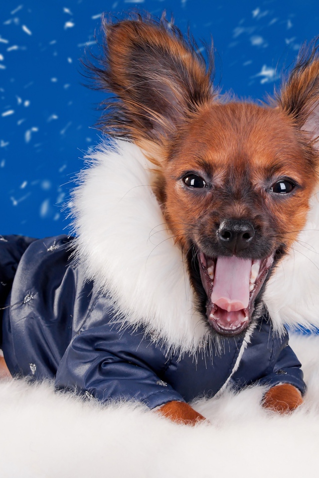 Смешной зевающий чихуахуа в костюме