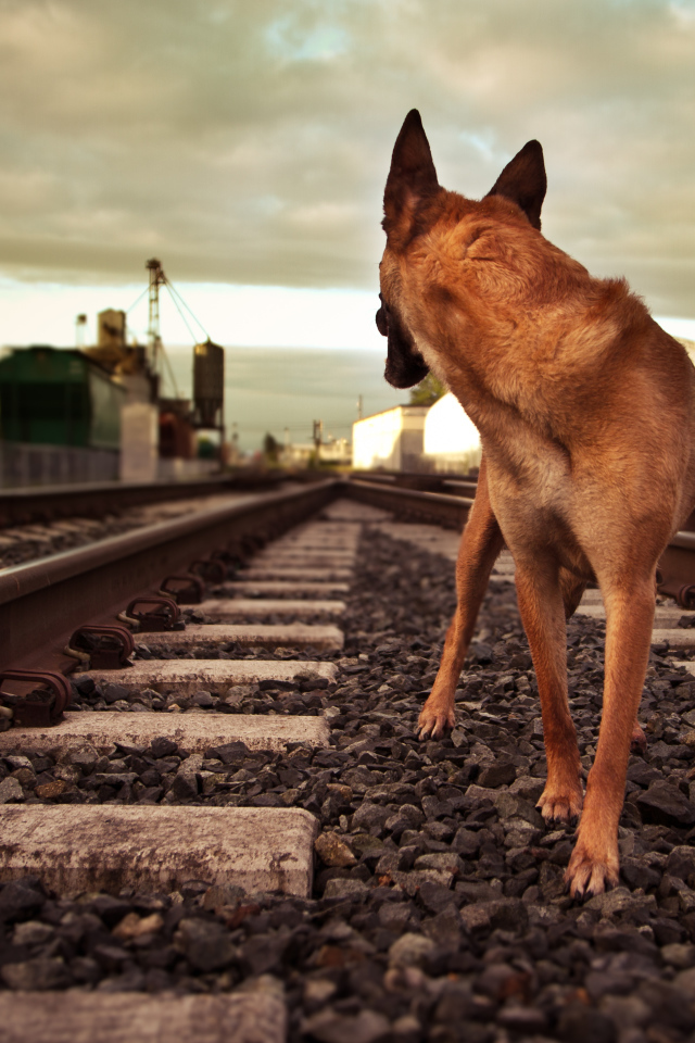 Немецкая овчарка бежит по железной дороге