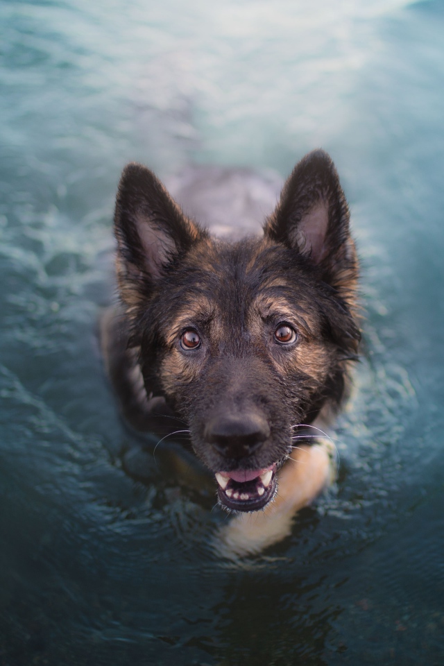 Немецкая овчарка в воде смотрит на  хозяина